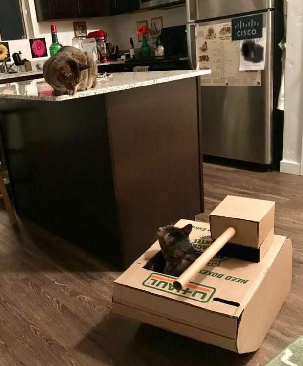 для кота сделали танк два кота на кухне