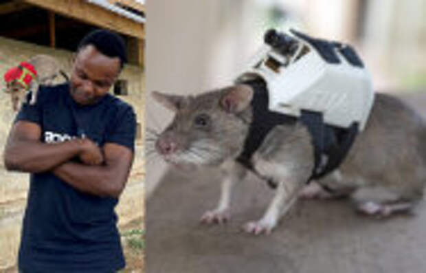 Вокруг света: Как  обычные грызуны-вредители спасают людей из-под завалов и обезвреживают мины: Серые хвостатые герои