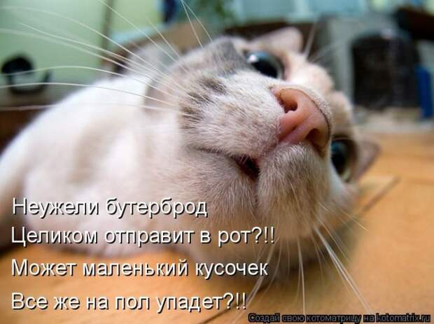 Лучшие котоматрицы недели Лучшие котоматрицы недели