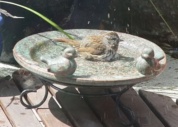 Украшение садового участка — чаши поилки для птиц, статуи, солнечные часы