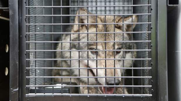 В Японии из-за сбежавшего волка эвакуировали посетителей зоопарка