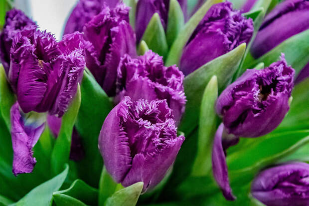 Владельцам питомцев назвали опасные растения