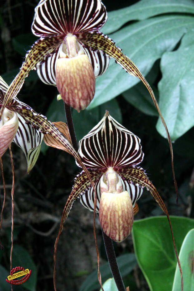 4371810188_665fa4bcf9_b[1] (466x700, 221Kb)