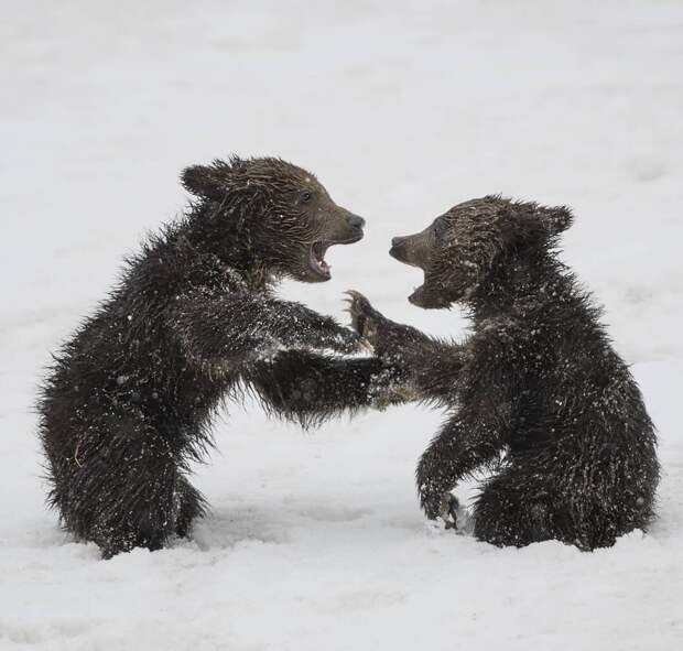 16 уникальных снимков диких животных, где фотограф подобрался очень близко