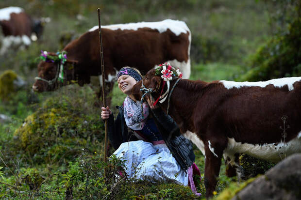 Фермеры ведут своих коров с альпийских летних пастбищ на зимовку