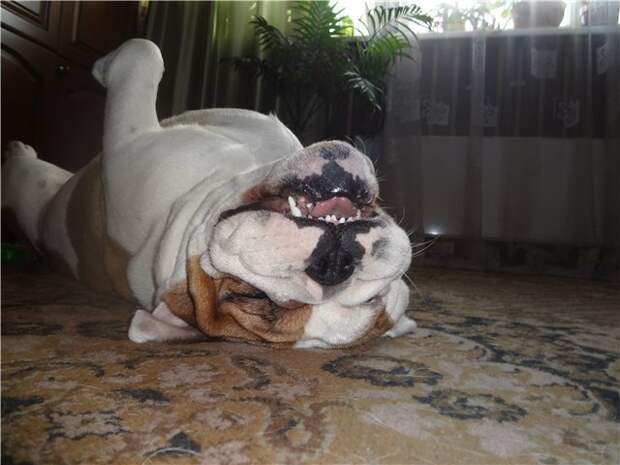 Bulldog Puppy