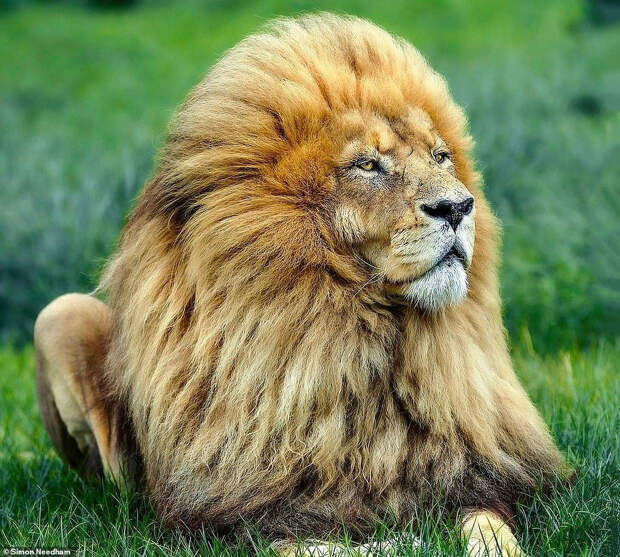 Фотографии льва в заповеднике Глен-Гаррифф