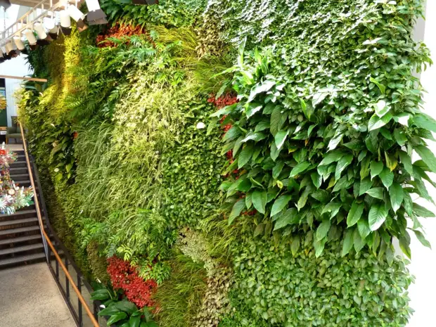 Вертикальное озеленение в квартире