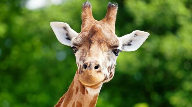 Завозом жирафов в российские зоопарки озаботилась глава Минсельхоза