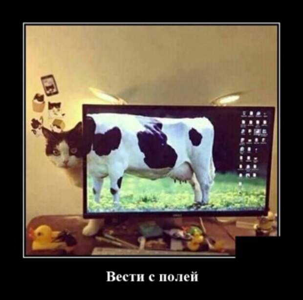 Подборка смешных и веселых демотиваторов из сети (12 фото)