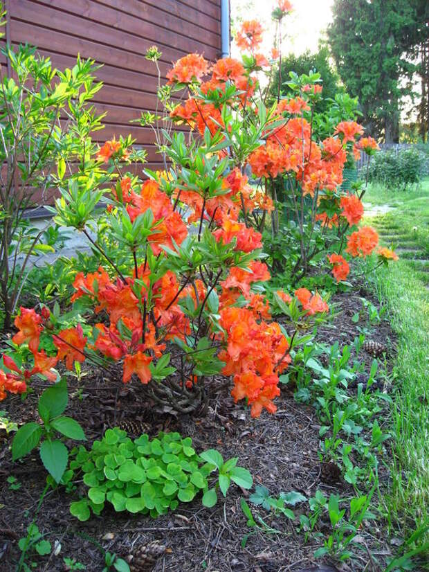 Мандарин Лайтс «Mandarin Lights»