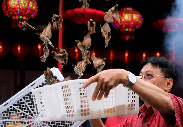 Выпускаем птиц на удачу в китайском квартале в Джакарте, Индонезия
