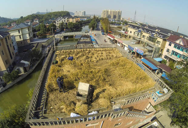 Photos : un champs de riz sur le toit d'une maison