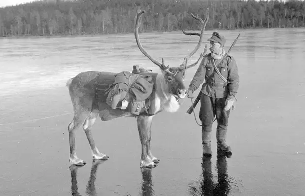 Солдат и северный олень на льду в северной Лапландии, Финляндия