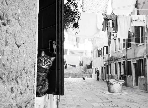 Итальянские кошки, которые ходят на работу как домой
