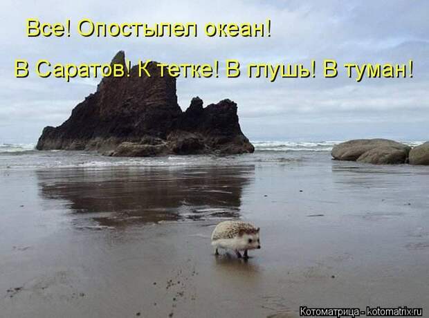 Лучшие котоматрицы недели