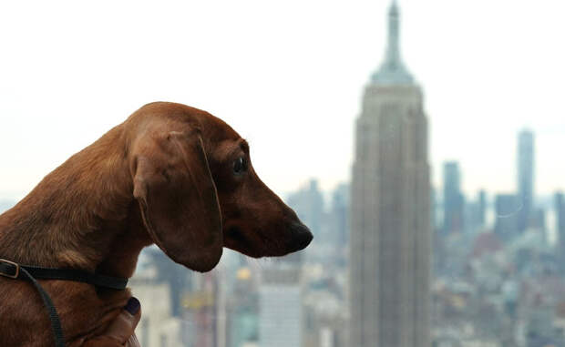 Выставка собак Westminster Kennel Club 2019