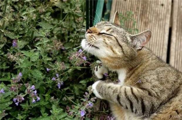 35 обалденных котов, которые умеют правильно отдыхать