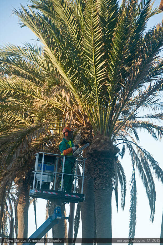 Пальмы в Плайя де лас Америкас
