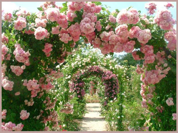 Image result for притча райские цветы