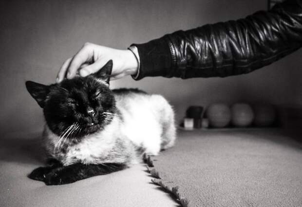 Ettore Catisfied