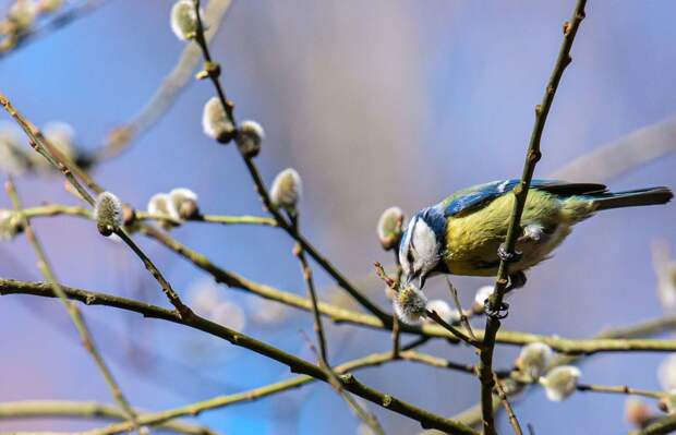 В России стартовал сезон цветения