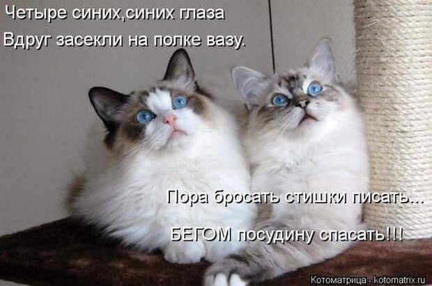 kotomatritsa_Qp (700x464, 48Kb)