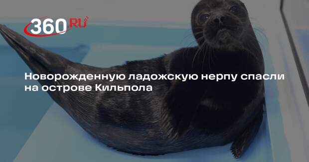 Новорожденную ладожскую нерпу спасли на острове Кильпола