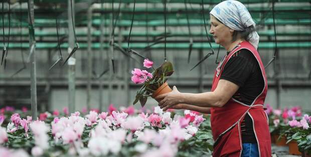 Цветок эустому призвали сажать в феврале для цветущего сада весной