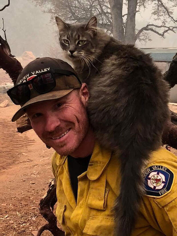Пожарный спас кошку от лесного пожара в Калифорнии, Райан Коулман