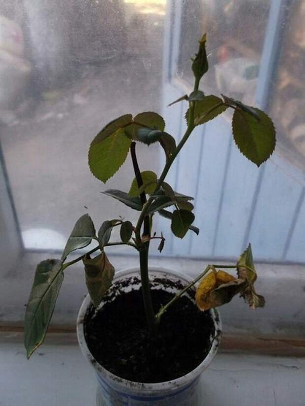 rosa05