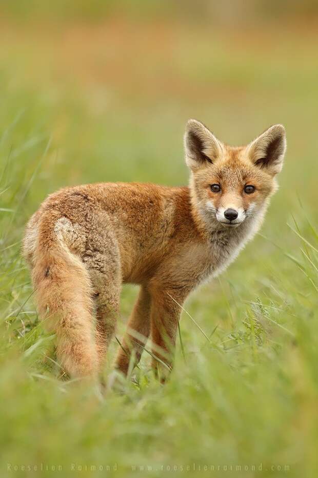 fox01 fox01 Душещипательные фотографии очаровательных лисят
