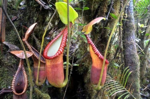 Растение-хищник Nepenthes Lowii Родина этого необычного растения – остров  Борнео. У него есть желудок с пищевар… | Macrame plant hanger, Macrame  plant, Plant hanger