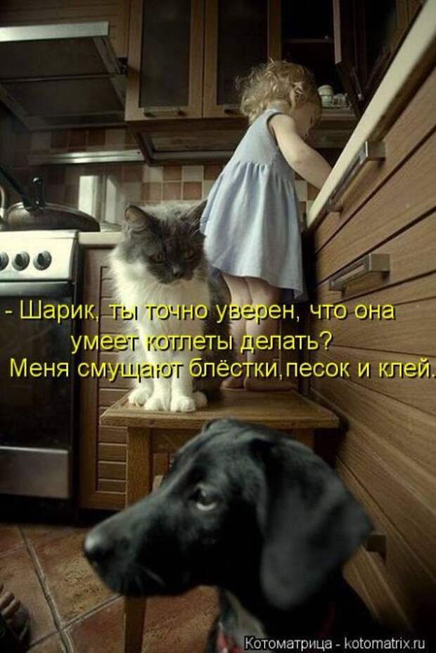 Лучшие котоматрицы недели Лучшие котоматрицы недели