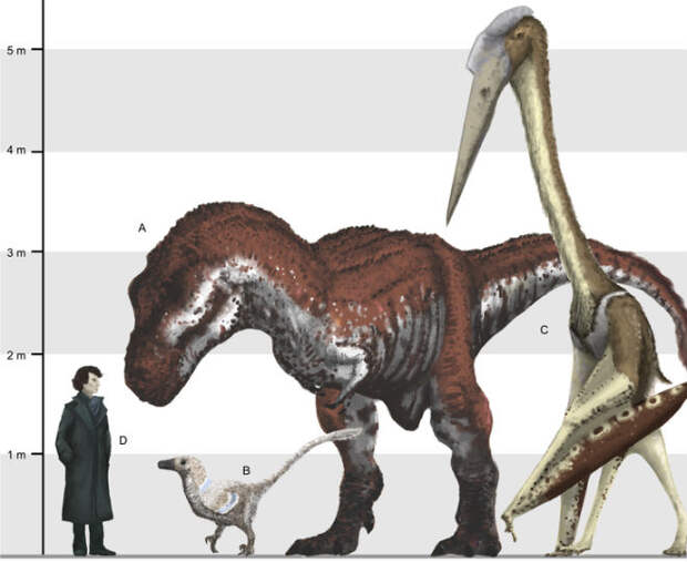 Слева направо: Малый гатегский дромеозавр Balaur bondoc, Tyrannosaurus rex, Arambourgiania philadelphiae