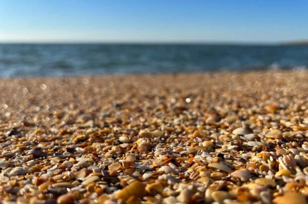 В Азовское море выпустят 400 тысяч мальков белуги в 2026 году