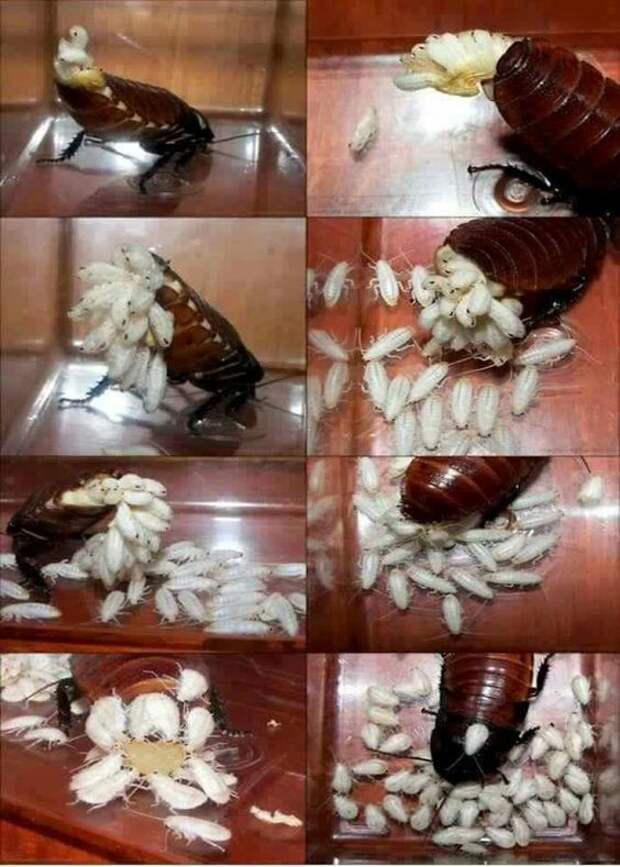Самка таракана может сохранять семя самца и впоследствии оплодотворять сама себя из "запасов". интересное, тараканы, факты, фауна