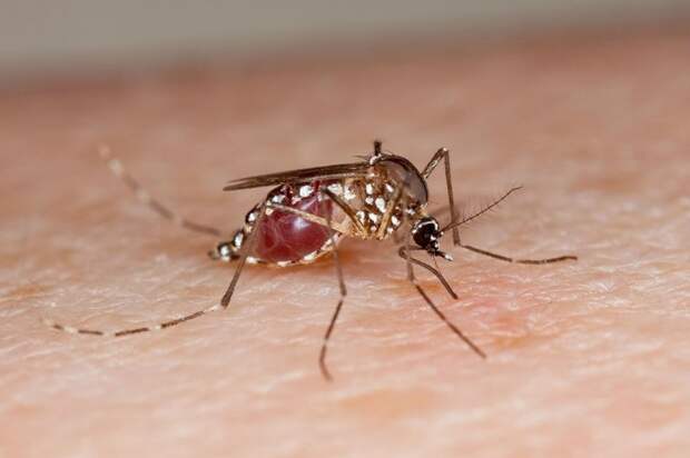 10. Уничтожение малярийных комаров ген, животные, мир, наука, создание, ученый, шок, эксперимент