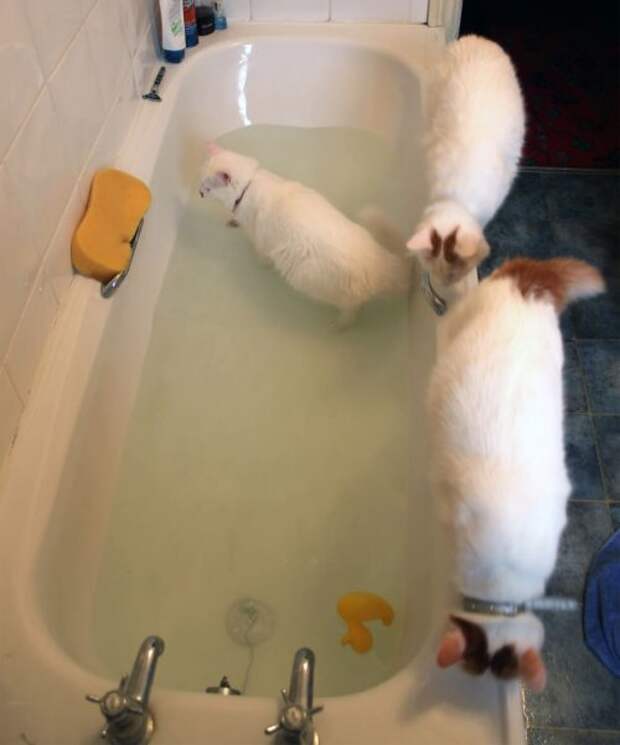 Неправильные коты  вода, кот