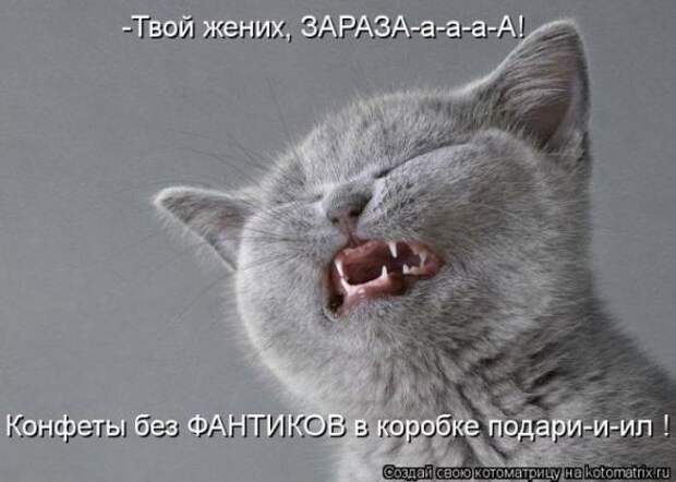 Котоматрицы (картинки с надписями)