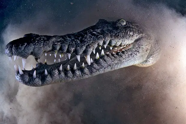 30 ����������� ��������� ������� �������� OCEAN ART 2019 (36 ������ ���������� ����)