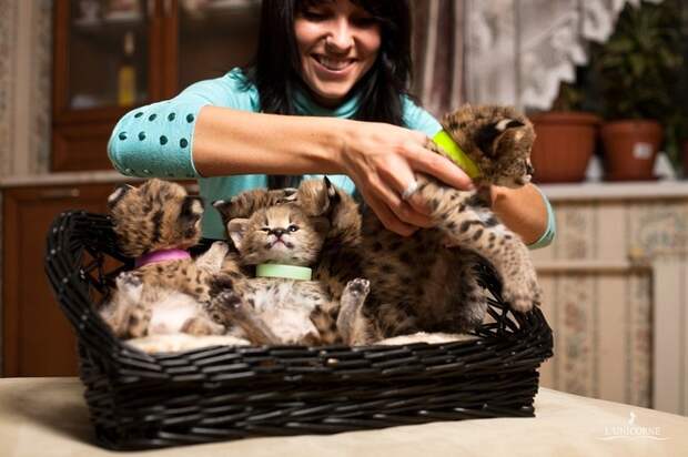 Домашний Сервал (domestic Serval)