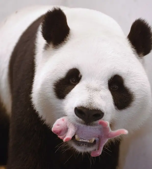 Удивительные фото 5-недельного детеныша панды, который улыбается и машет из своего инкубатора