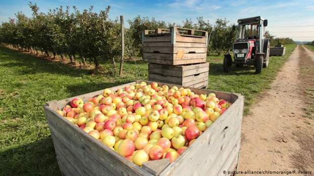 Ящики с яблоками на фоне яблоневого сада в Германии