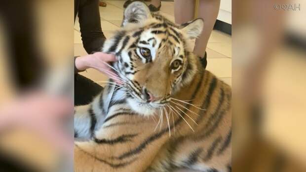 Толстую тигрицу избавляют от лишнего веса в Москве. ФАН-ТВ