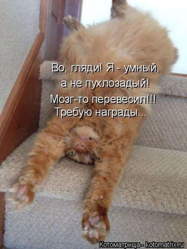 Лучшие котоматрицы недели (50 фото)