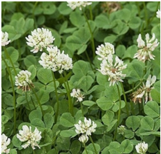 Les fleurs emblématiques des Pyrénées