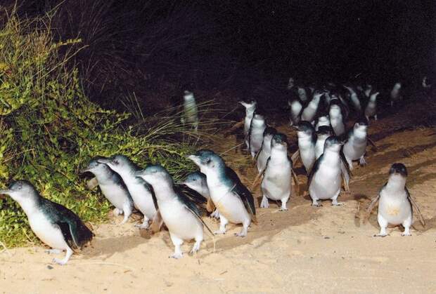 Парад пингвинов на острове Филлипа