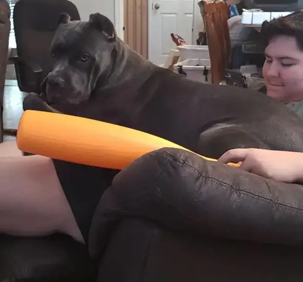 Питомцы, которые не знают границ когда, нравится, просто, смотрю, через, моюсь»«Это, просыпаюсь, достаточно, чтобы, занять, Иногда, стул»Когда, контролирует, питомцы, понятие, личных, границ, перестаёт, живут, огромны«Это