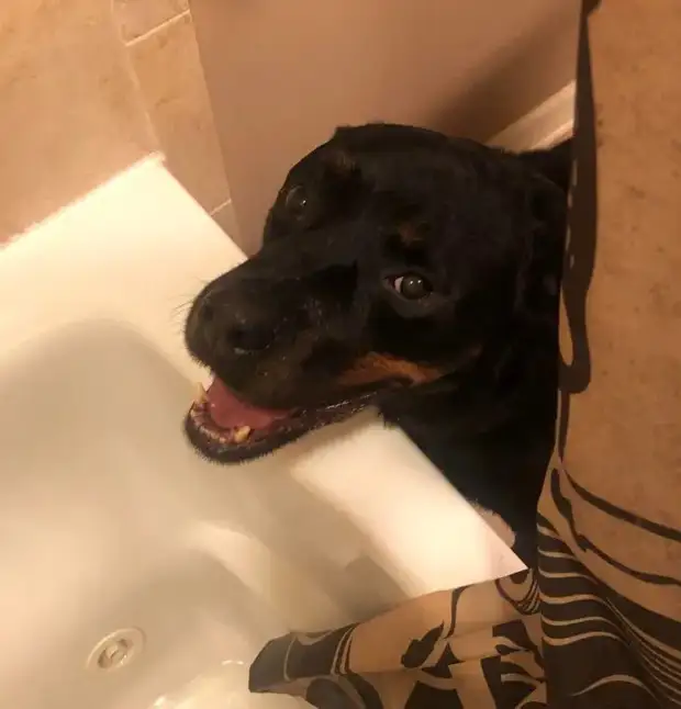 Питомцы, которые не знают границ когда, нравится, просто, смотрю, через, моюсь»«Это, просыпаюсь, достаточно, чтобы, занять, Иногда, стул»Когда, контролирует, питомцы, понятие, личных, границ, перестаёт, живут, огромны«Это